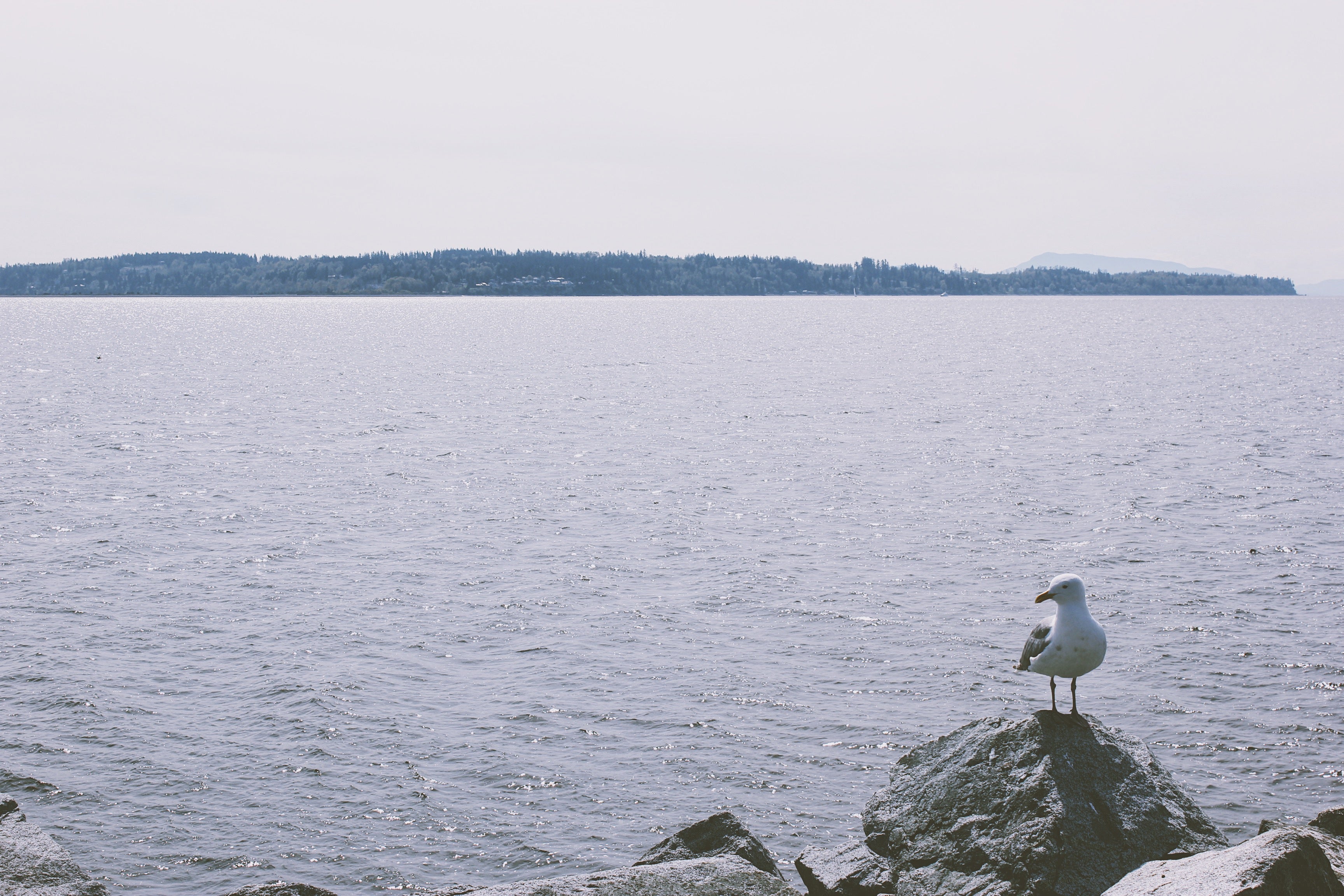 Lone Perched Seagull