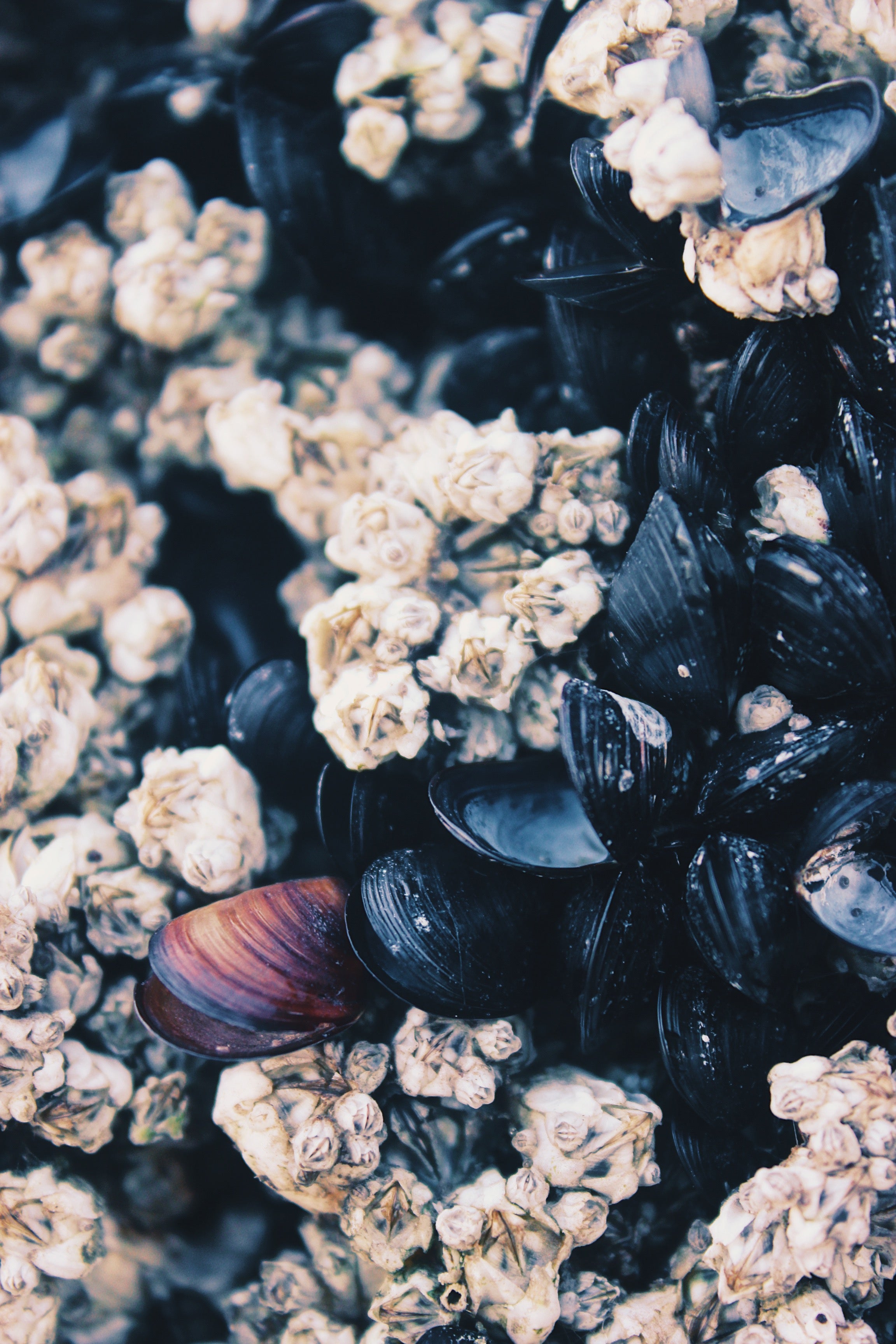 Red Mussel
