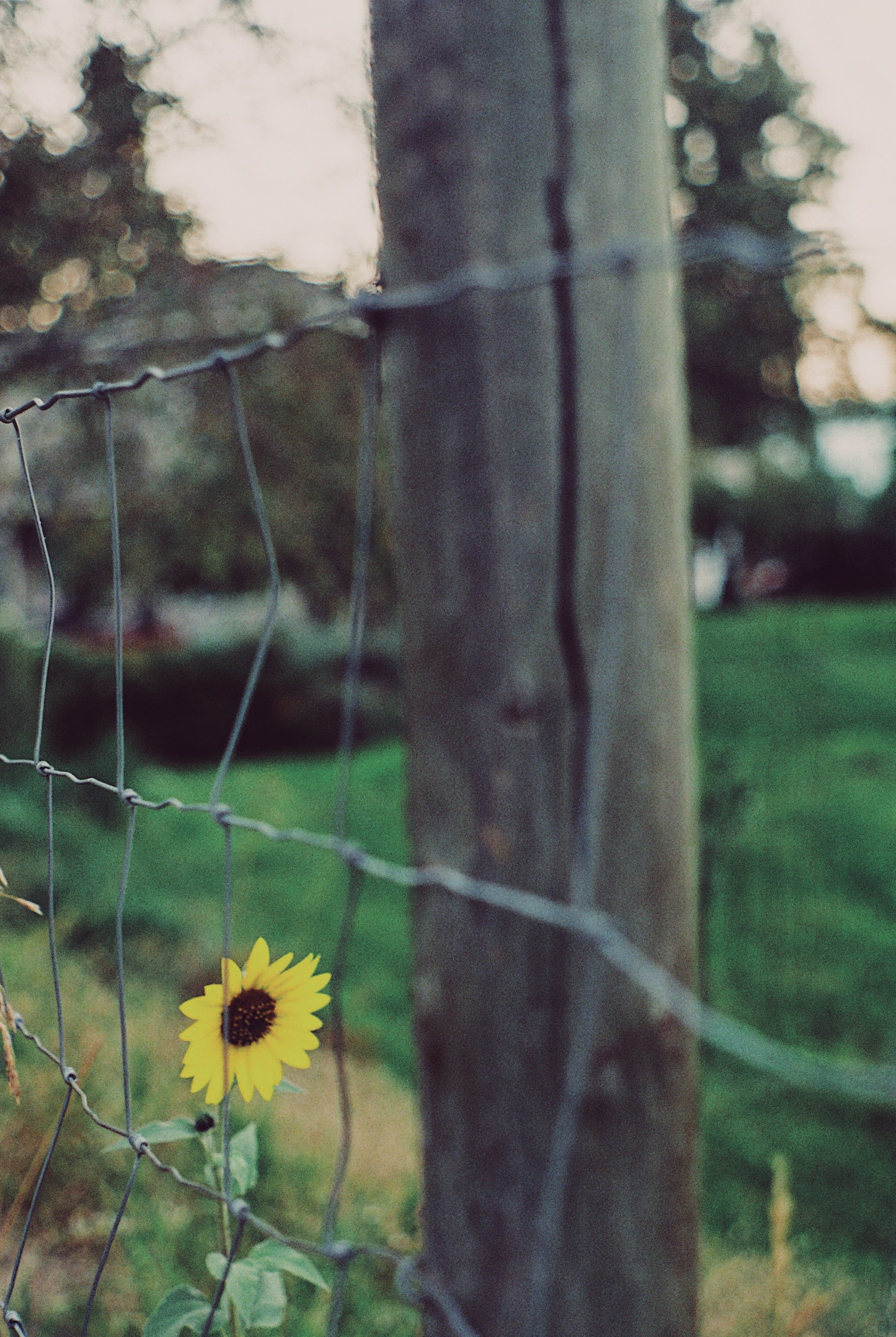 Sunflower Fence 2