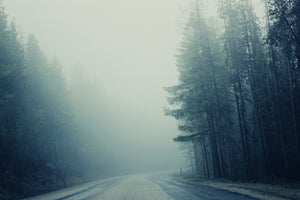Foggy Road Treeline