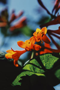 Orange Honeysuckles