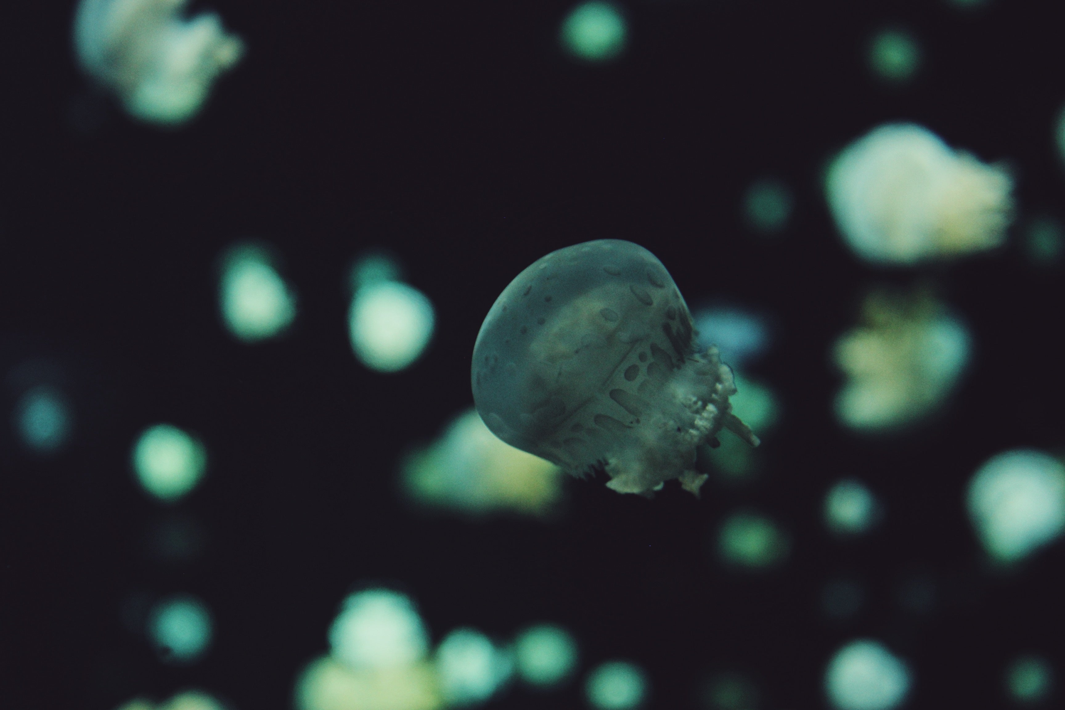 Bioluminescent Jellyfish 1