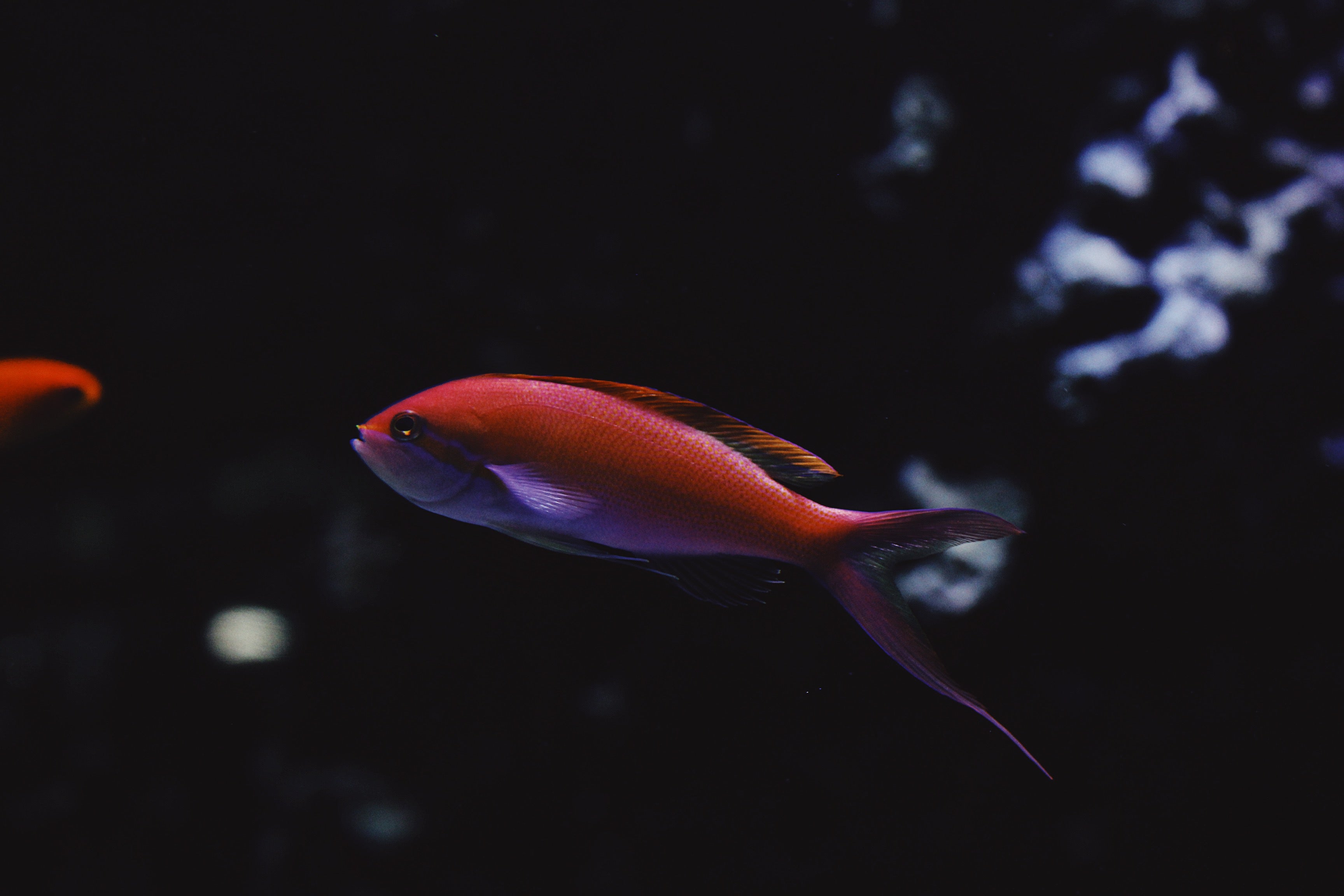 Neon Fish 2