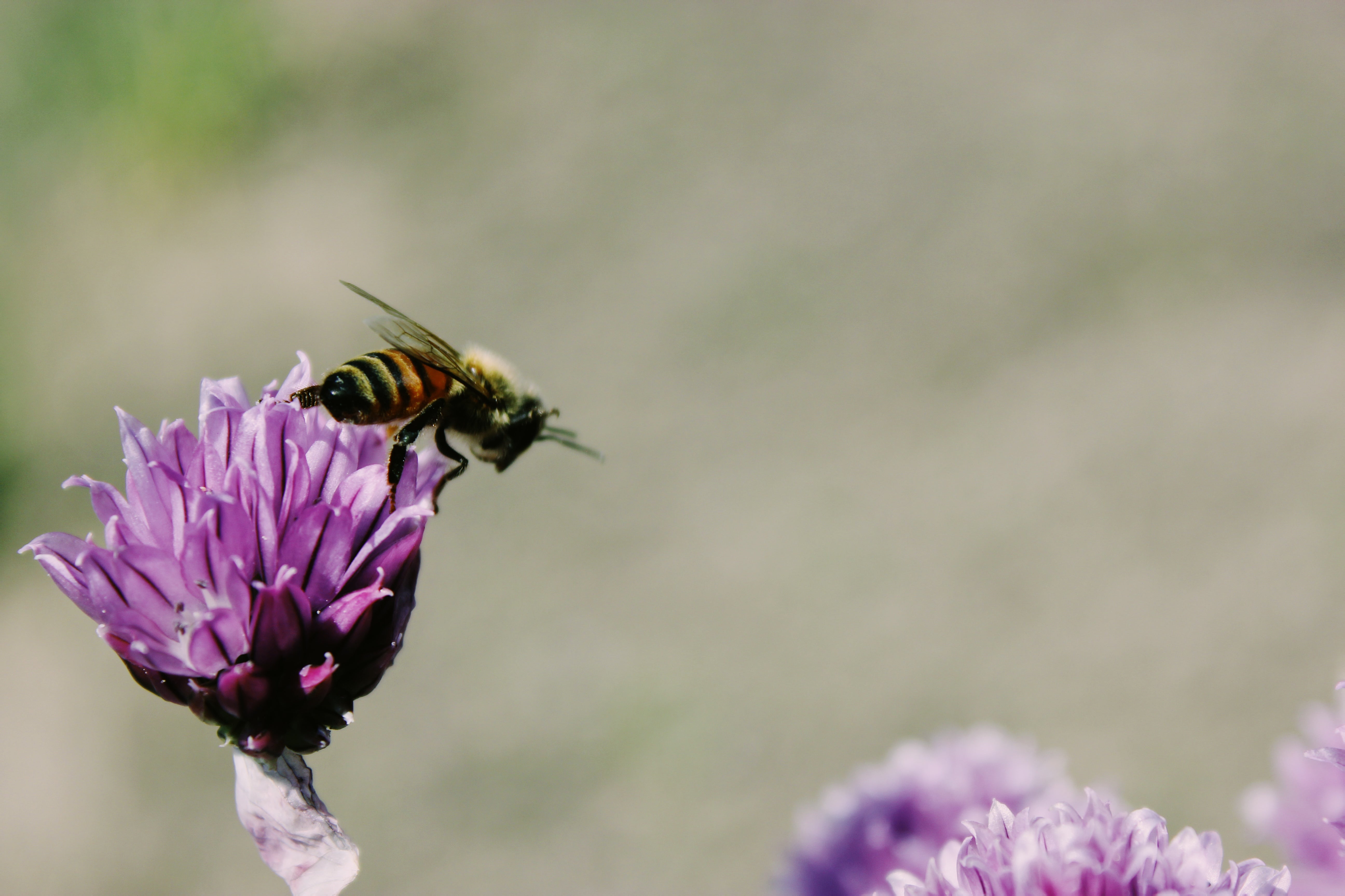 Chive Flower Bee 4