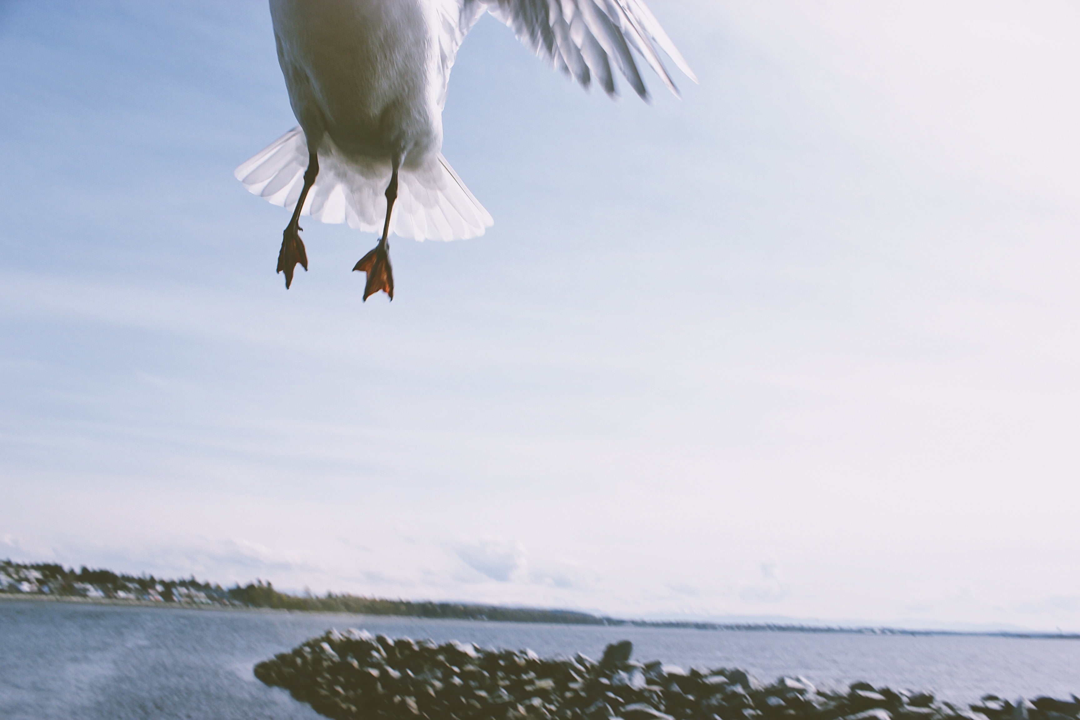 Flight of a Seagull