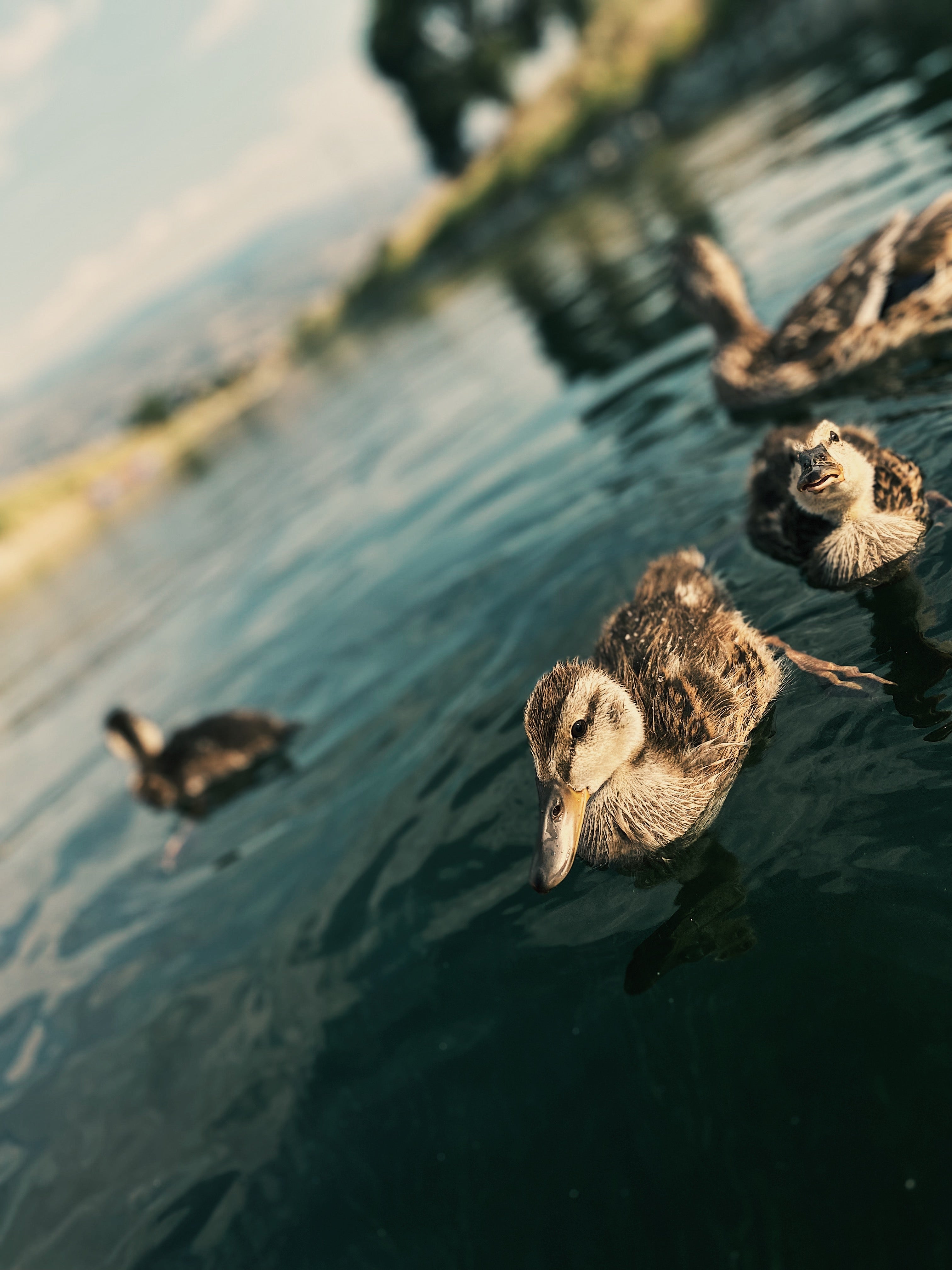 Ducklings 3