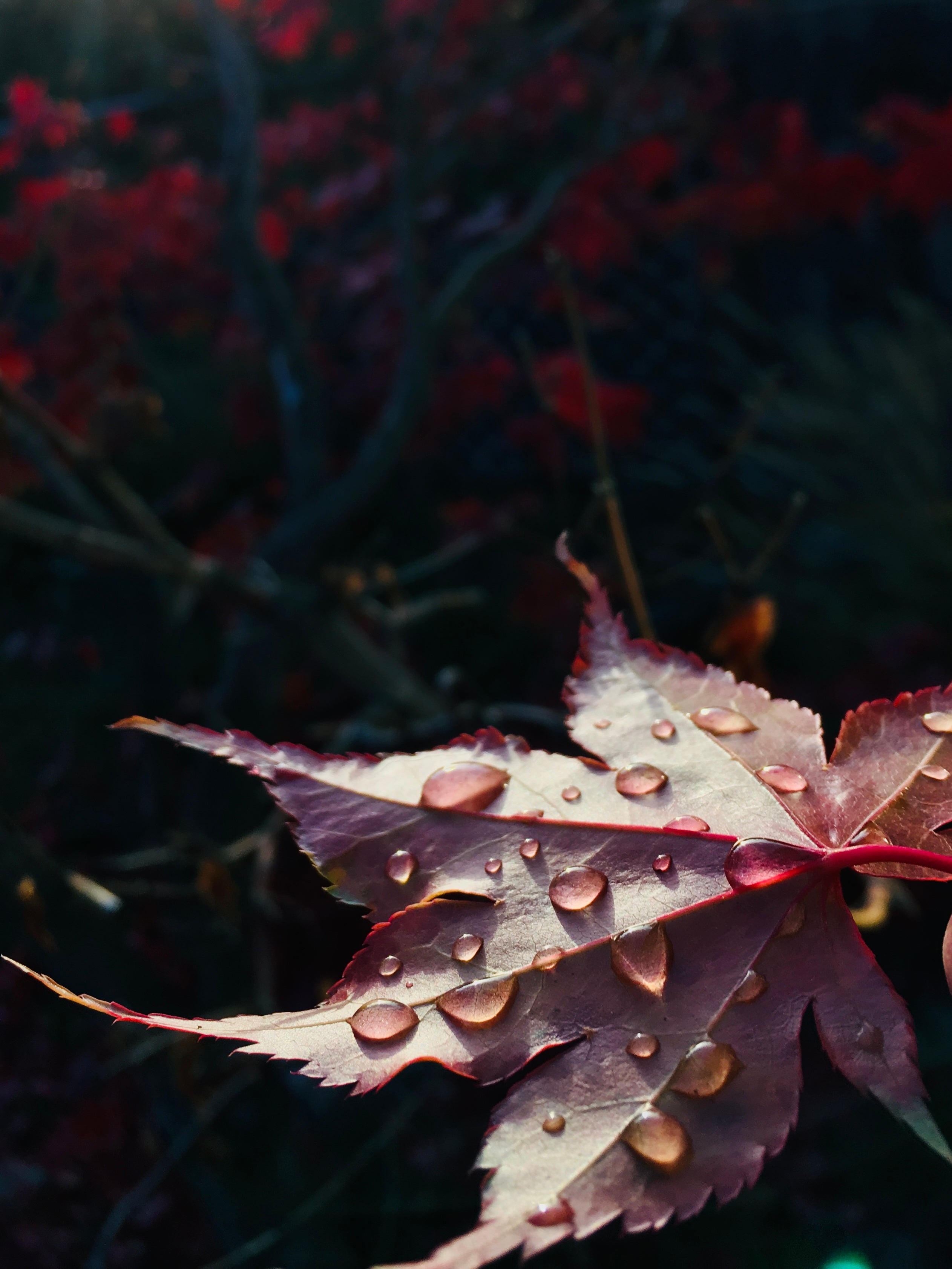 Maple Leaf Drip