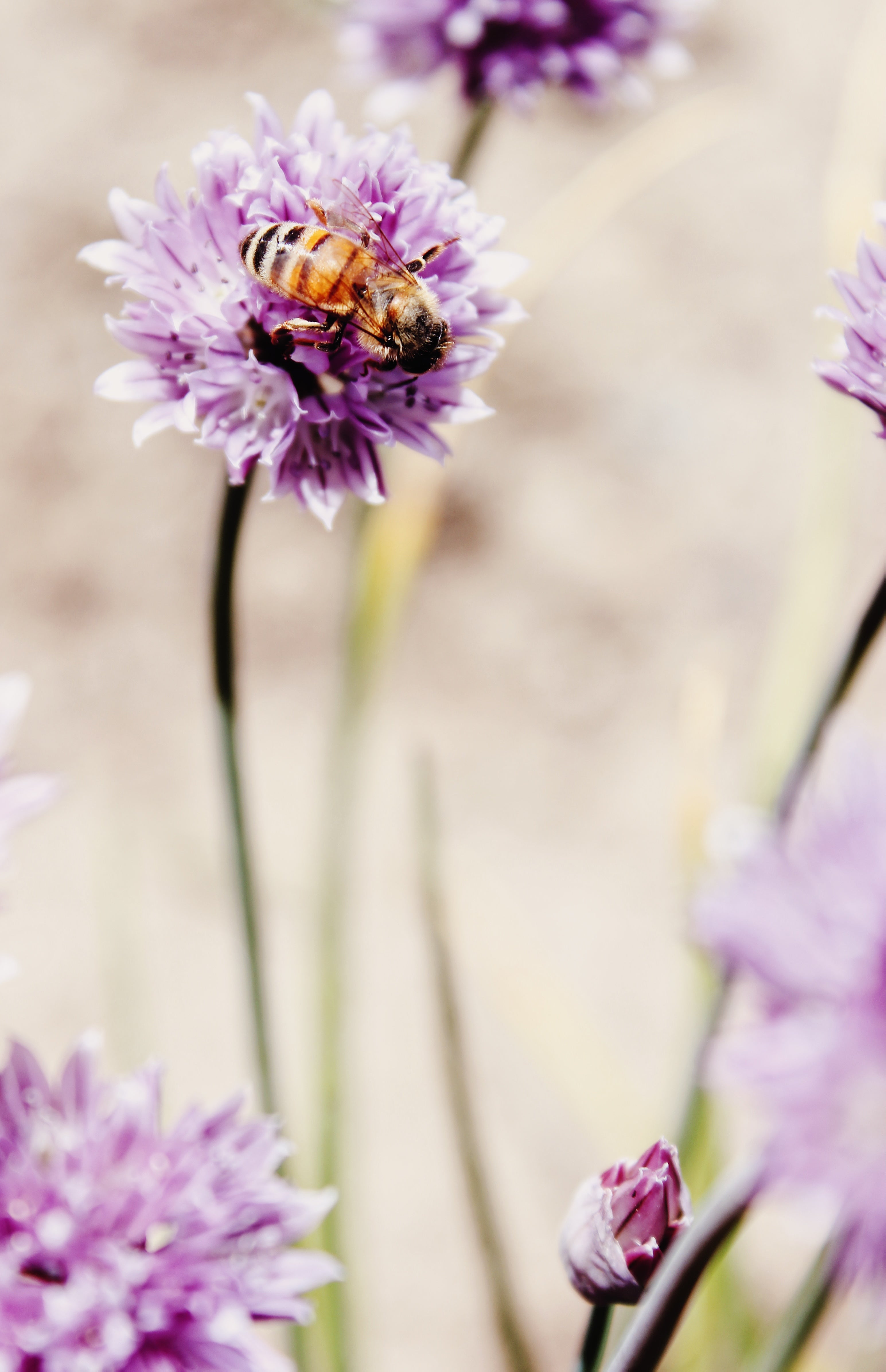 Chive Flower Bee 1