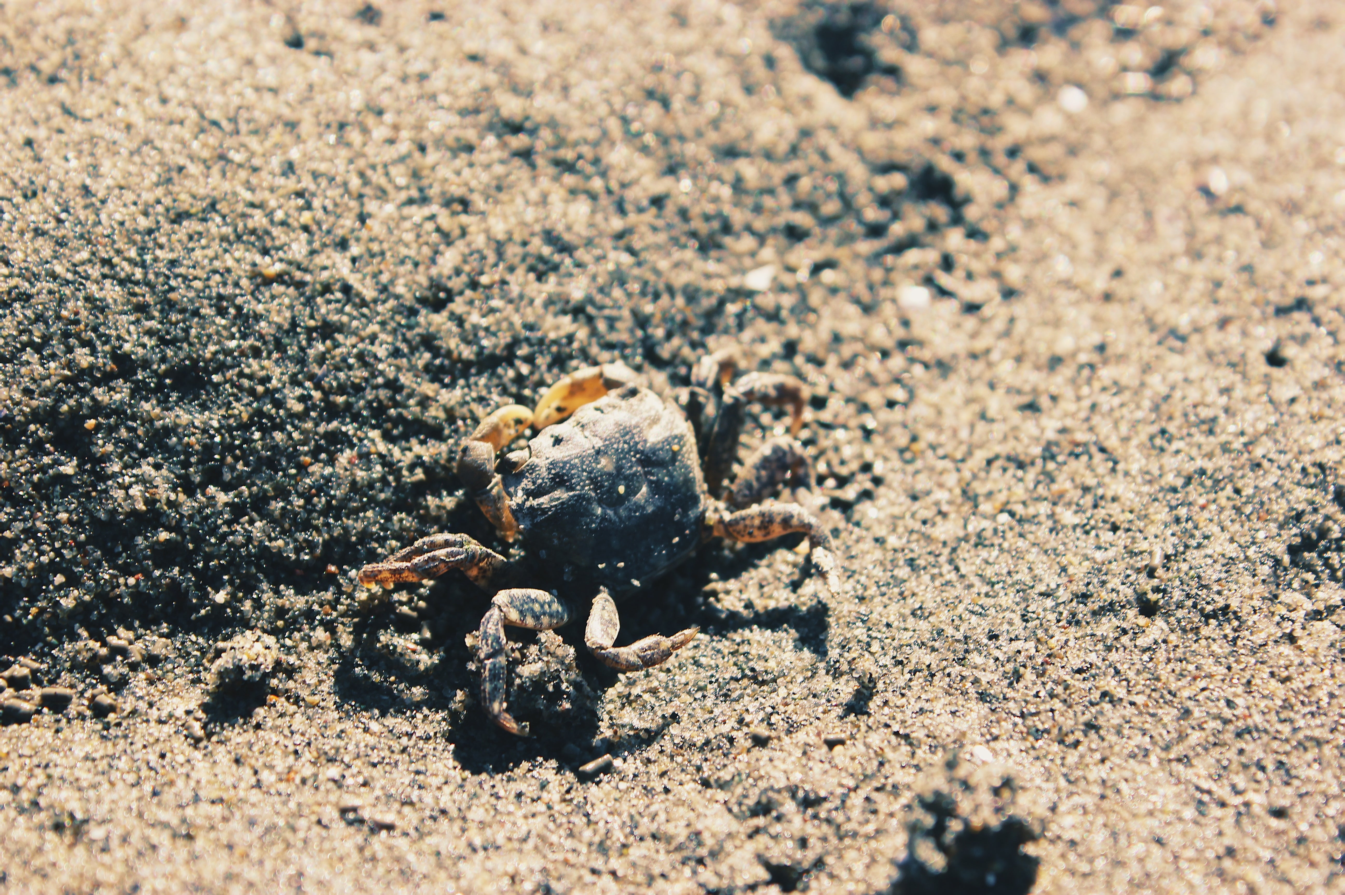Tiny Crab