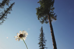 Daisies Among Giants