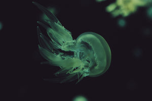 Bioluminescent Jellyfish 2