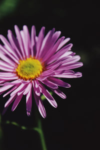 Purple Daisy 1