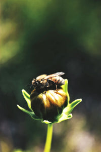 Perched Bee