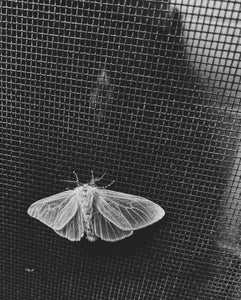 White Moth 1