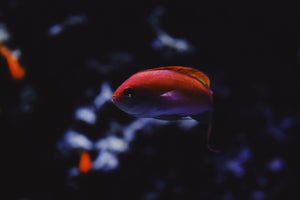 Neon Fish 1