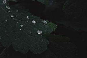 Leaf Droplets